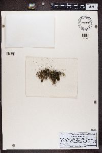 Alectoria nigricans image