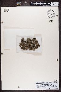 Buellia schaereri image