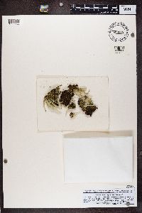 Cladonia sulphurina image