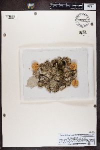 Gyalecta ulmi image
