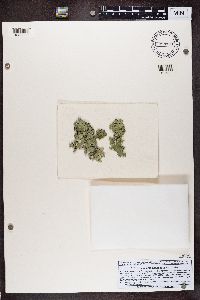 Hypogymnia tubulosa image