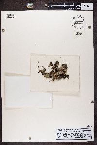 Peltigera malacea image