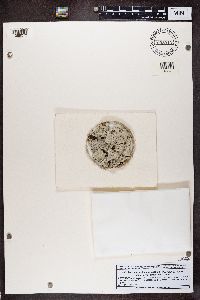 Pertusaria albescens image