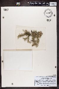 Pseudevernia furfuracea image