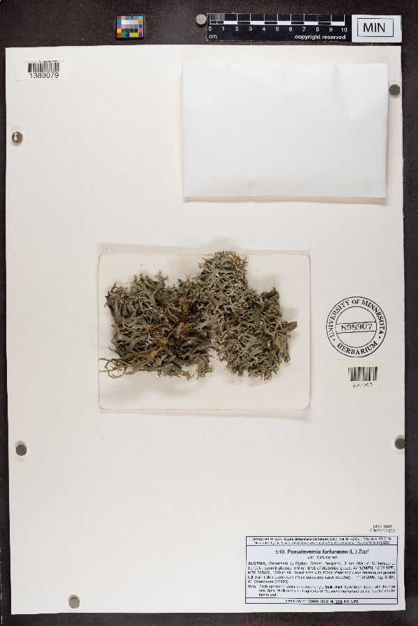 Pseudevernia furfuracea var. furfuracea image