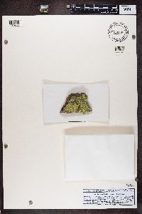 Psilolechia lucida image