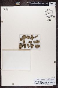 Lithographa graphidioides image