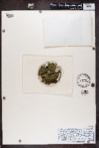 Trapeliopsis gelatinosa image