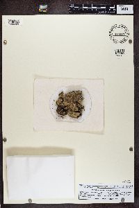 Baeomyces placophyllus image
