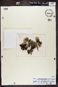 Cladonia crispata image