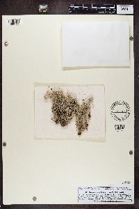 Cladonia rangiferina image