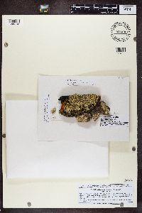 Dimelaena oreina image