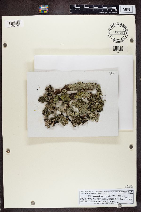 Hypotrachyna revoluta image