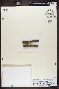 Lecania naegelii image