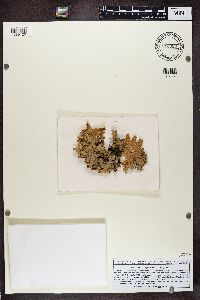 Lobaria pulmonaria image