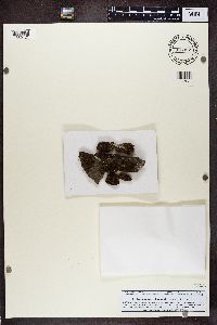 thumbnail image of current specimen