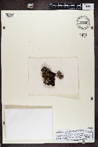 Peltigera elisabethae image