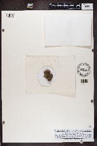 Pycnothelia papillaria image