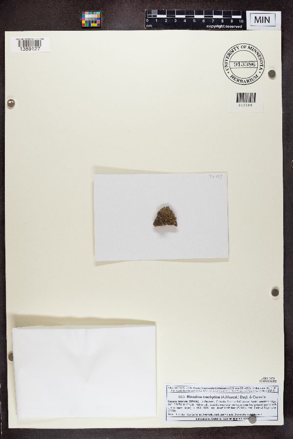 Rinodina trachytica image