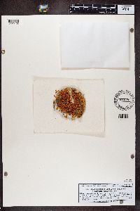 Rusavskia elegans image