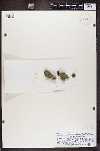 Calicium adspersum image