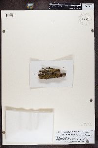 Media resource of Candelariella biatorina