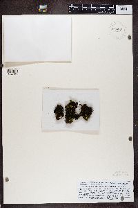 Lathagrium auriforme image