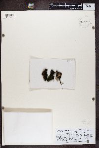 Collema flaccidum image