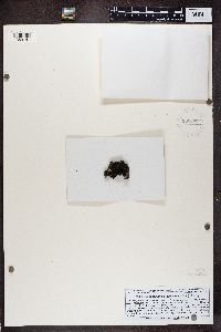 Fuscopannaria praetermissa image