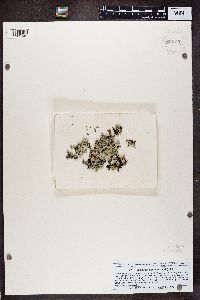 Hypogymnia physodes image