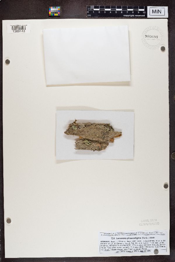 Lecanora phaeostigma image