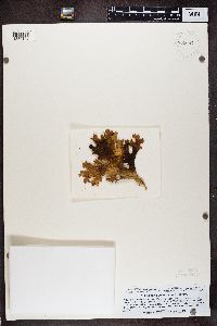 Lobaria pulmonaria image