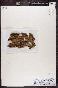 Multiclavula mucida image