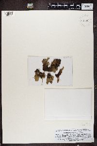 Peltigera malacea image