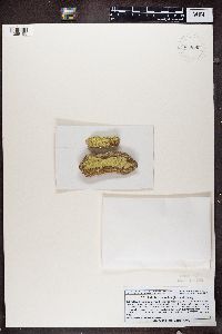 Psilolechia lucida image