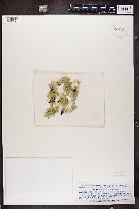 Ramalina americana image