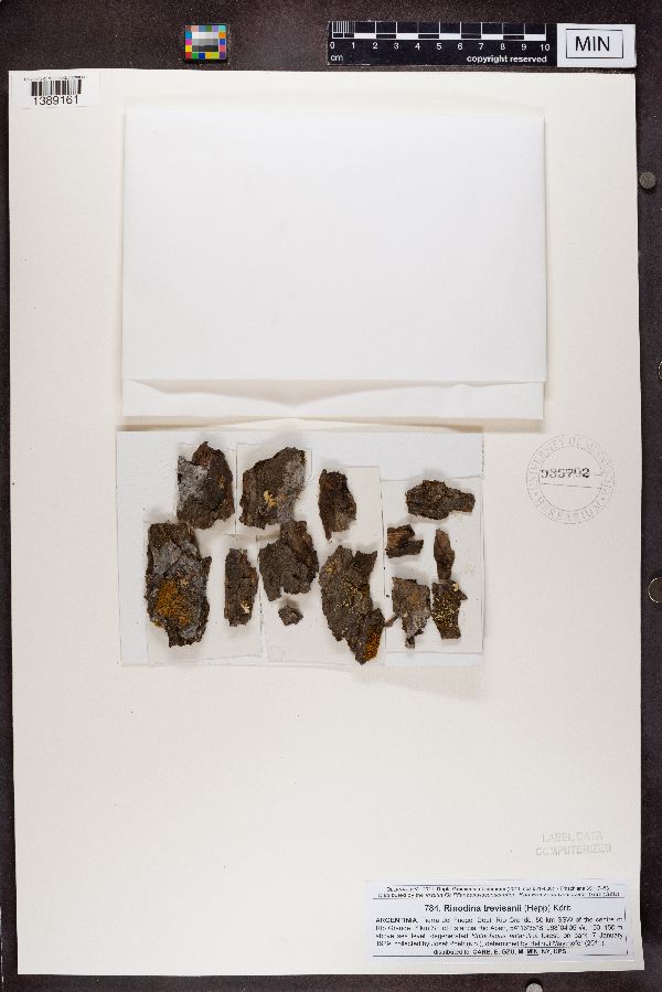 Rinodina trevisanii image