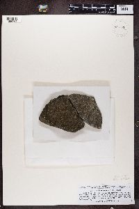 Trapelia obtegens image