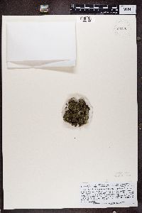 Trapeliopsis gelatinosa image