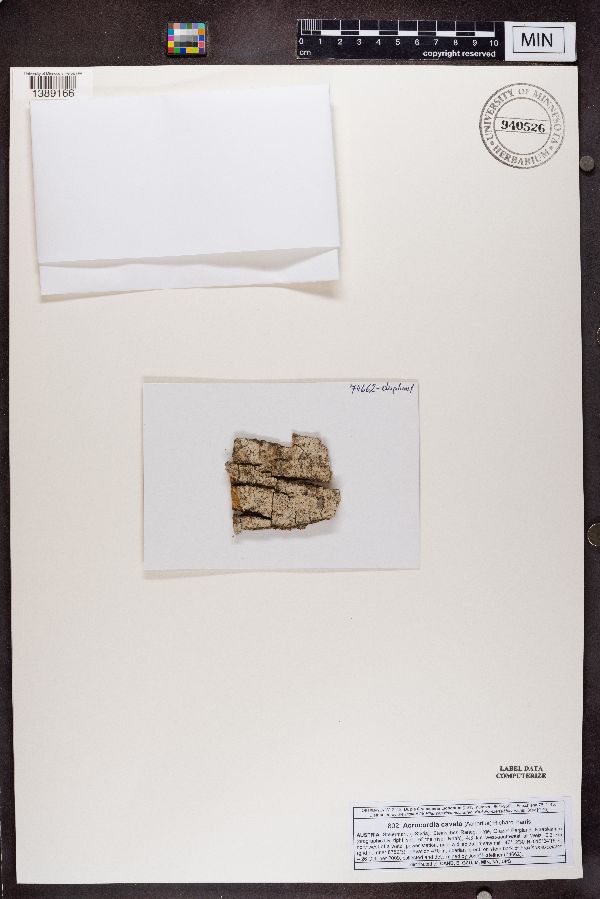 Acrocordia cavata image