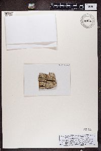 Media resource of Acrocordia cavata