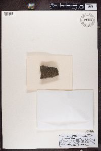 thumbnail image of current specimen