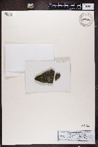 Rufoplaca arenaria image