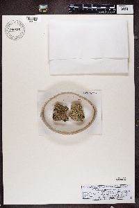 Cladonia caespiticia image