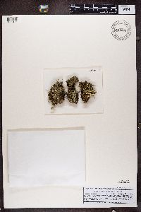 Cladonia sulphurina image