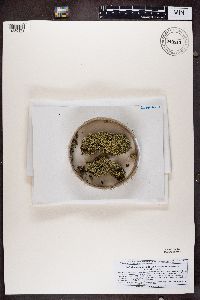 Cladonia uncialis image