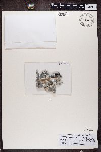 Diplotomma venustum image