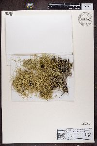 Evernia divaricata image