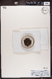 Thumbnail image of current specimen