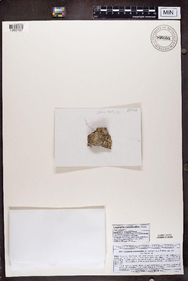 Lepraria neglecta image